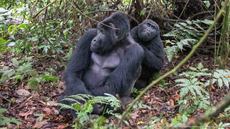 Bwindi Mountain Gorillas