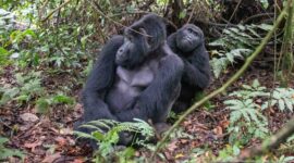 Two mountain gorillas seated in contact, one leaning over the larger animal’s shoulder amid forest vegetation.