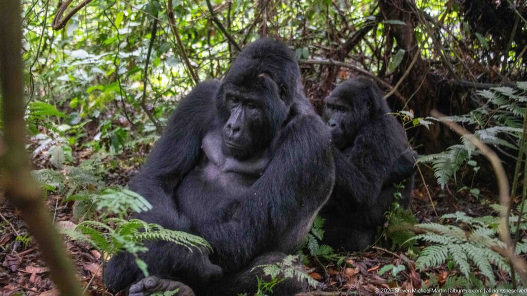 Two mountain gorillas sitting closely together among ferns and vines, the smaller animal peering from behind.