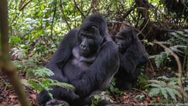 Two mountain gorillas sitting closely together among ferns and vines, the smaller animal peering from behind.
