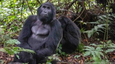 Frontal view of a seated adult mountain gorilla among ferns, with a second gorilla close behind.