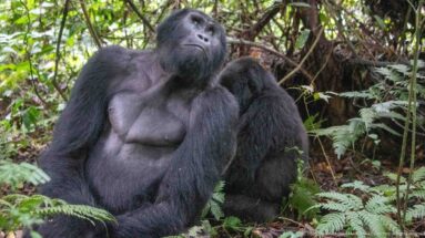 Adult mountain gorilla seated among ferns with head tilted upward and another gorilla partly visible behind.