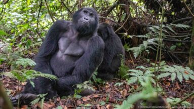 Large adult mountain gorilla seated among ferns, looking upward, with another gorilla partly visible behind.