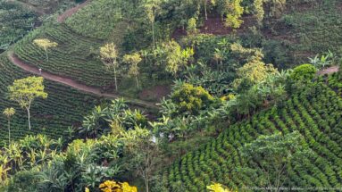 Steep cultivated hillside with contouring crop rows, banana plants, scattered trees, and a narrow footpath.