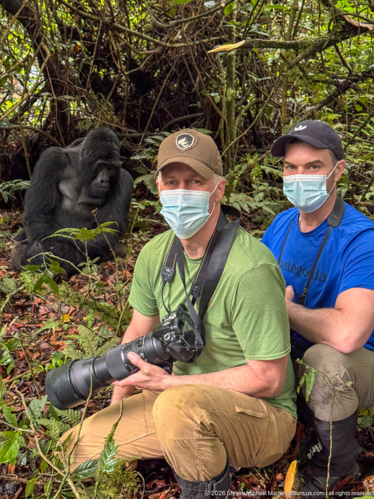 Two masked visitors with cameras seated in dense forest vegetation near a resting mountain gorilla.