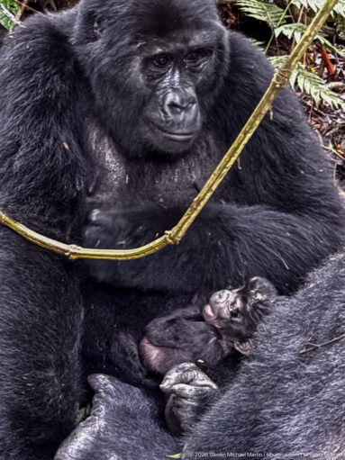 Close view of an adult mountain gorilla with a tiny infant resting against its body beneath a looping vine.