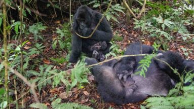 Several mountain gorillas resting together in dense forest understory, including a small infant against a reclining adult.