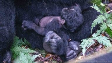 Infant mountain gorilla resting across an adult’s torso among ferns and leaf litter on the forest floor.