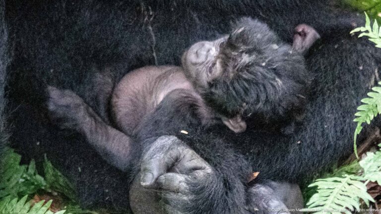 Tiny mountain gorilla infant nestles against a larger adult’s dark fur, with its face and small hand clearly visible.