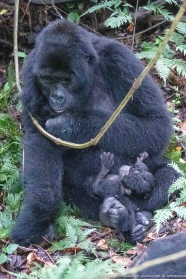 Adult mountain gorilla sits among ferns with a tiny infant pressed against its body, hands and feet visible.