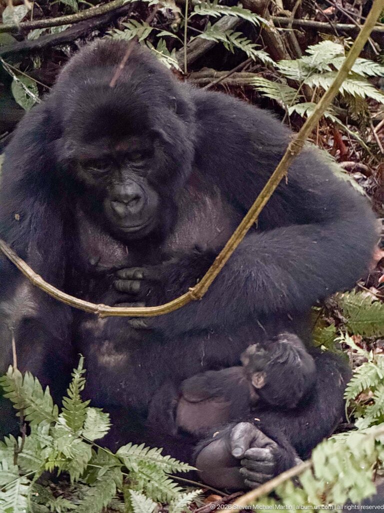 Large mountain gorilla rests behind a vine with a small infant tucked beside its body among green ferns.