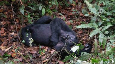 Mountain gorilla reclines on its side among brown leaves, green ferns, and thin stems on the forest floor.