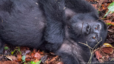 Close-up of a reclining mountain gorilla’s face and upper body, with brown leaves and thin stems around it.
