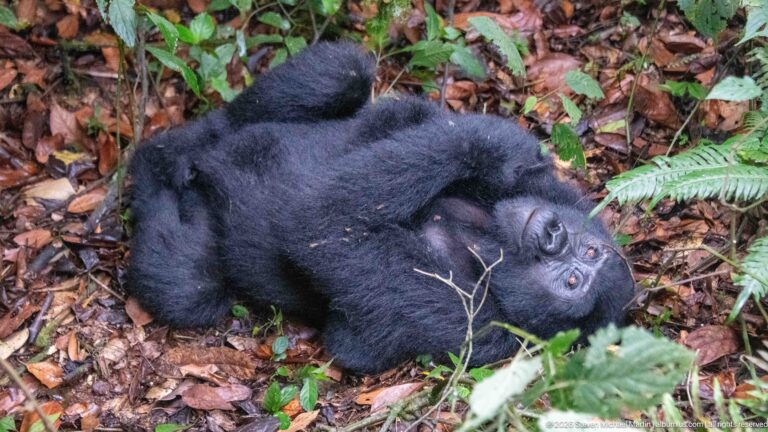 Reclining mountain gorilla looks upward while lying among brown leaf litter, ferns, and low green plants.