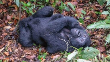 Reclining mountain gorilla looks upward while lying among brown leaf litter, ferns, and low green plants.