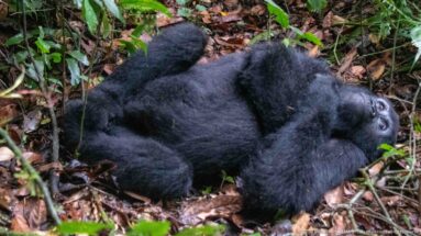 Mountain gorilla lies on its back on wet leaf litter with bent legs and arms folded across its chest.