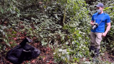 Masked visitor holding a camera stands near a reclining mountain gorilla on the leafy forest floor.