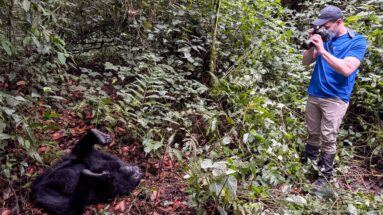 Visitor in blue shirt photographs a reclining mountain gorilla at close range amid dense rainforest vegetation.
