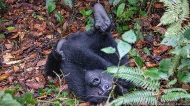 Mountain gorilla lies on its back among brown leaves and green ferns, one leg raised and face turned upward.