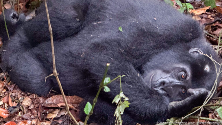 Close view of a mountain gorilla reclining on leaf litter, face turned upward beside thin stems and foliage.