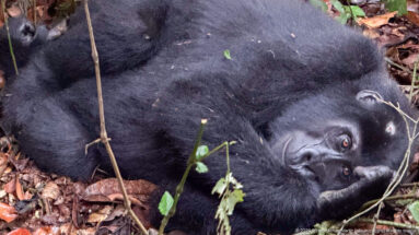 Close view of a mountain gorilla reclining on leaf litter, face turned upward beside thin stems and foliage.