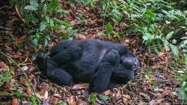 Mountain gorilla curled on its side on leaf litter, surrounded by ferns and low forest plants.