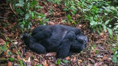 Mountain gorilla curled on its side on leaf litter, surrounded by ferns and low forest plants.