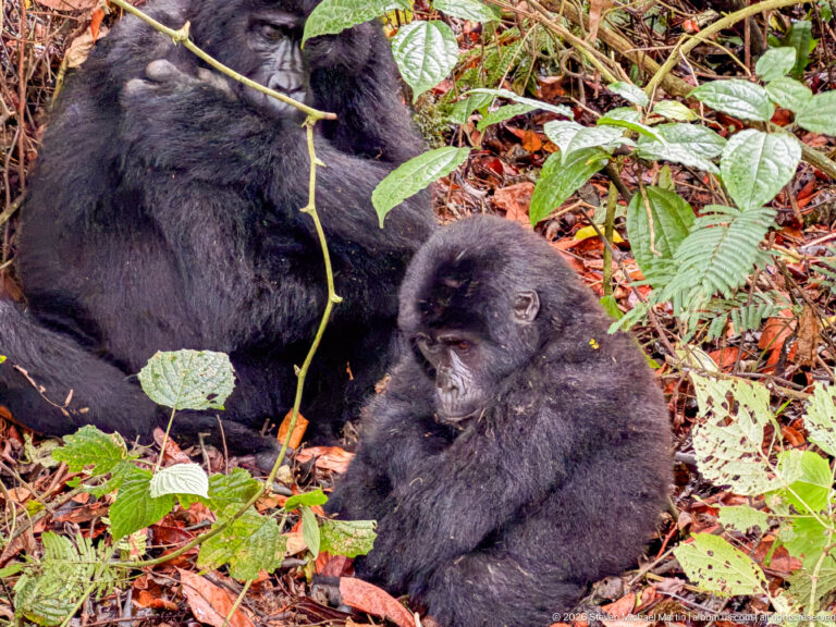 Small mountain gorilla sits on leaf litter in front of a larger gorilla partly visible behind it.
