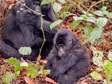 Small mountain gorilla sits on leaf litter in front of a larger gorilla partly visible behind it.
