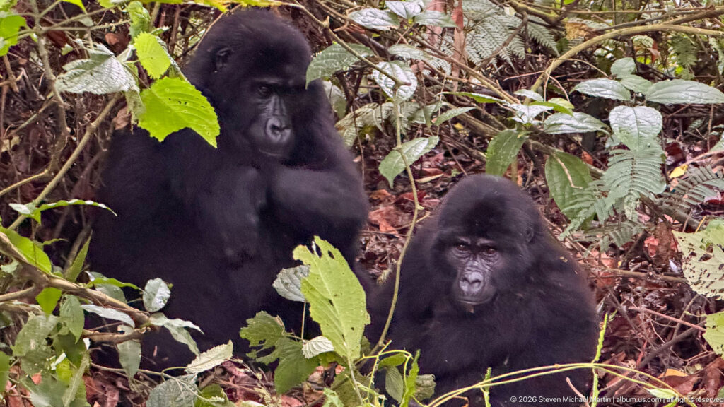 Two mountain gorillas sit among dense leafy stems, one higher behind the other, both facing toward the camera.
