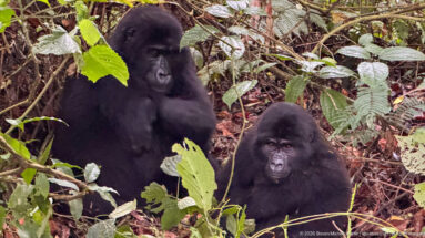 Two mountain gorillas sit among dense leafy stems, one higher behind the other, both facing toward the camera.