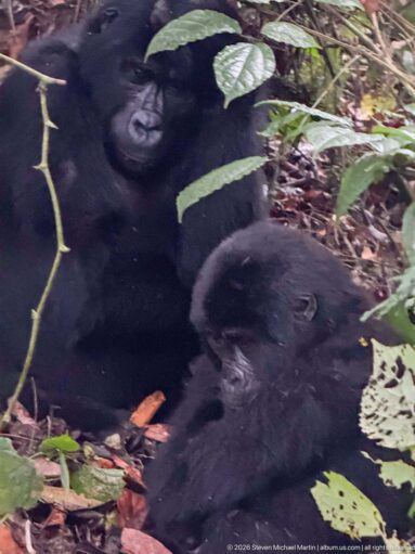 Two dark-furred mountain gorillas rest close together behind leaves and hanging stems on the forest floor.