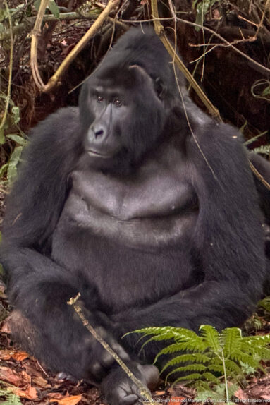 Large mountain gorilla reclines on leaf litter with arms folded across its torso and head turned to the side.