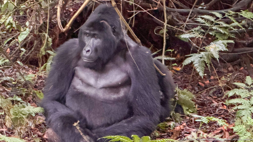 Wildlife
