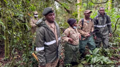 Four uniformed forest guides or trackers stand among dense vines, ferns, and wet vegetation in Bwindi rainforest.