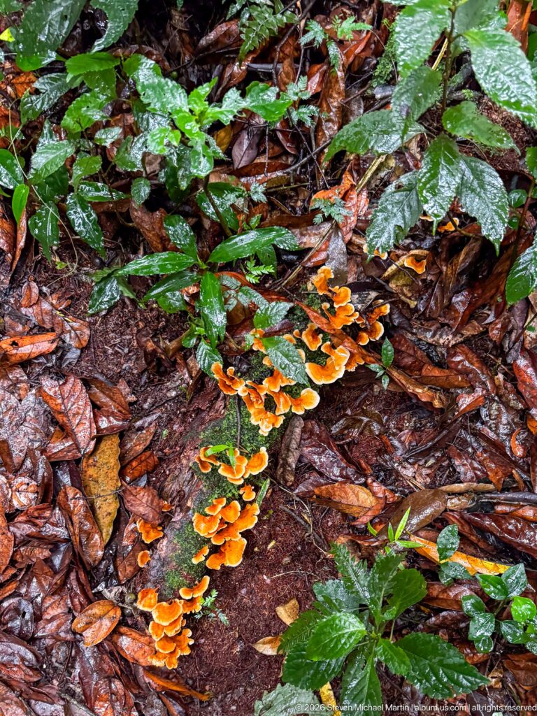 Clusters of bright orange bracket fungi grow among wet brown leaves and glossy green plants on the forest floor.