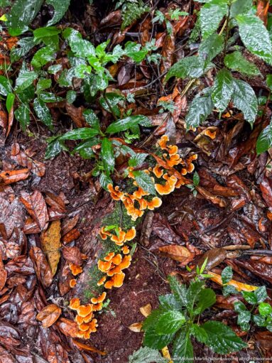 Clusters of bright orange bracket fungi grow among wet brown leaves and glossy green plants on the forest floor.