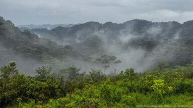 Bright green foreground vegetation overlooks dark forested ridges with mist pooling through the valleys.
