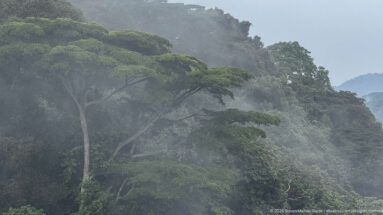 Large spreading tree rises from dense rainforest canopy, with mist obscuring the forest behind it.