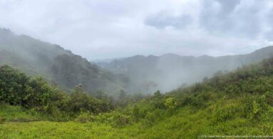 Low cloud and mist drifting through densely forested mountain ridges above wet grass and shrubs.