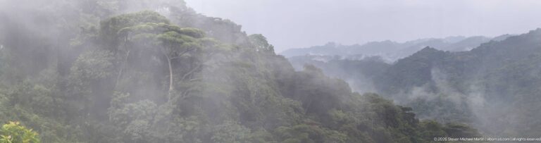 Steep tree-covered ridges fade into gray mist and low cloud in Bwindi’s mountain rainforest.