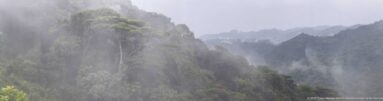Steep tree-covered ridges fade into gray mist and low cloud in Bwindi’s mountain rainforest.