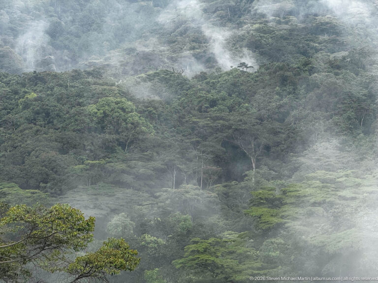 Mist drifts among layered green rainforest trees on a steep forested slope in Bwindi.