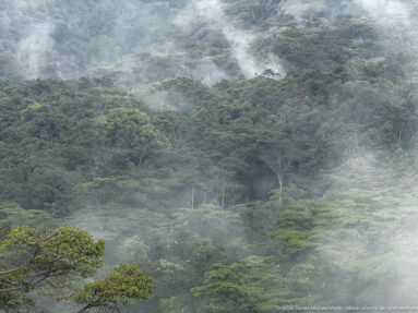 Mist drifts among layered green rainforest trees on a steep forested slope in Bwindi.