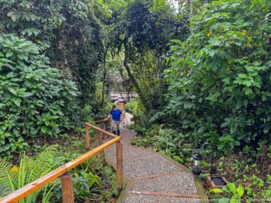Gravel steps with wooden handrails descend through dense green tropical vegetation, with a person walking farther down the path.