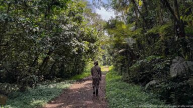 Guide walking away on a broad dirt trail bordered by dense forest, ferns, and tall trees.