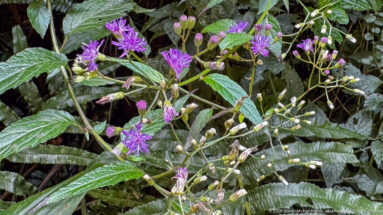 Clusters of small purple composite flowers with serrated green leaves and unopened buds.