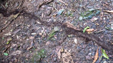 Large track-like depression in muddy forest ground among roots, stones, and leaf litter.
