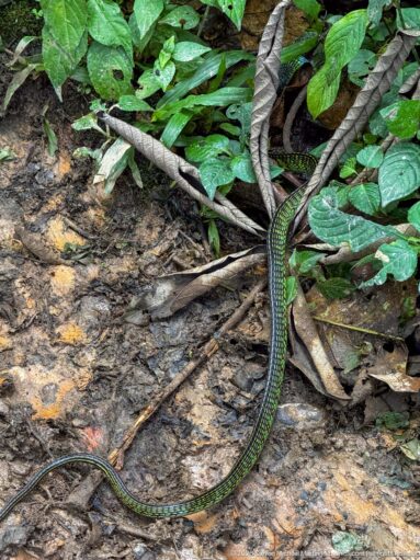 Long slender green-patterned snake stretched across damp ground and roots beside leafy forest vegetation.