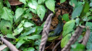 Slender green-and-black snake partly concealed among wet leaves on the forest floor.